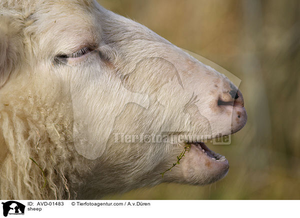 Hausschaf / sheep / AVD-01483