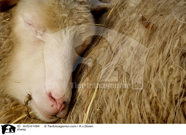 sheep / AVD-01484