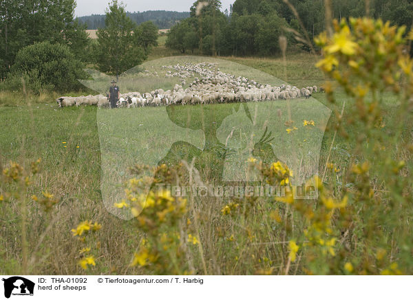 herd of sheeps / THA-01092