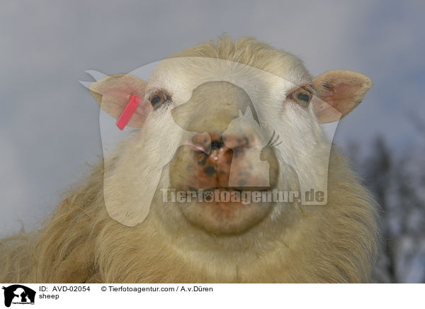 sheep / AVD-02054