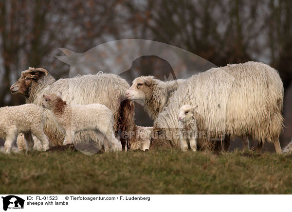 sheeps with lambs / FL-01523