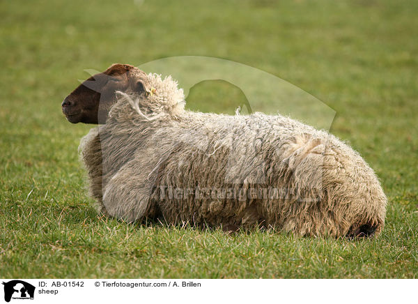 sheep / AB-01542