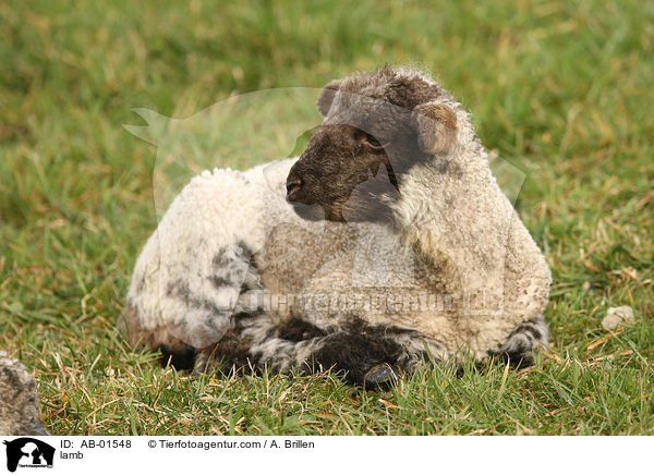 lamb / AB-01548
