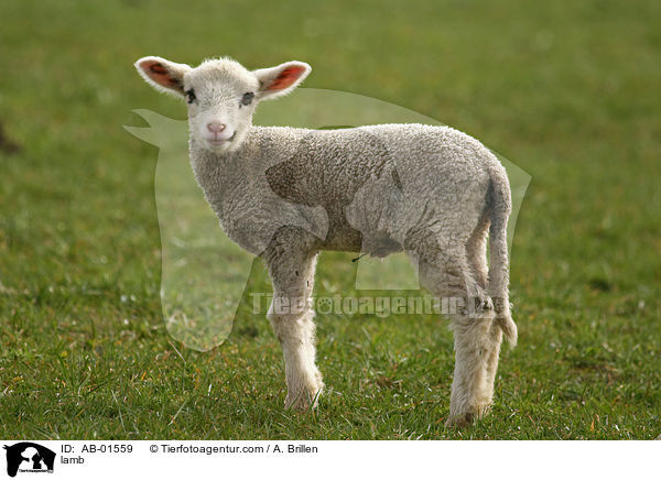 Lamm / lamb / AB-01559
