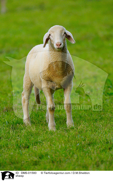 Schaf / sheep / DMS-01580