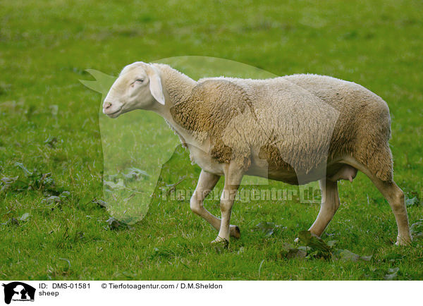 sheep / DMS-01581
