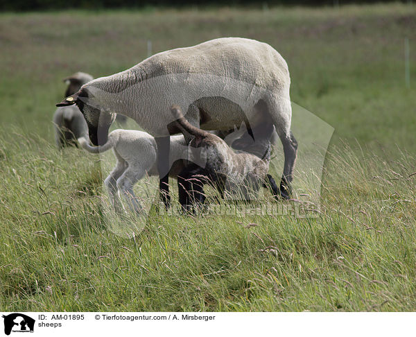 Schafe / sheeps / AM-01895