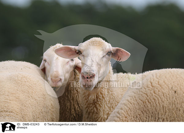 Schafe / sheeps / DMS-03243