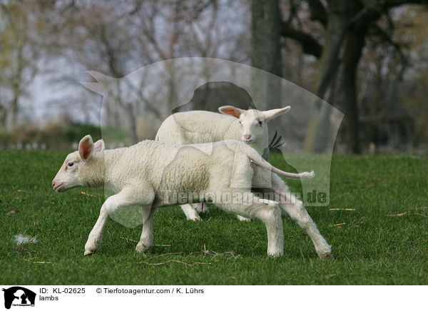 Lmmer / lambs / KL-02625