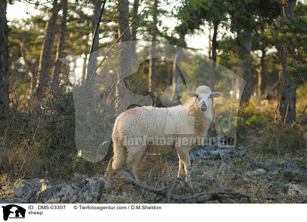Schaf / sheep / DMS-03307