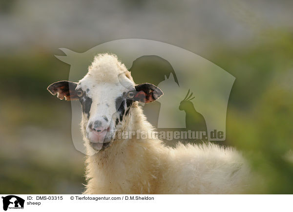 Schaf / sheep / DMS-03315