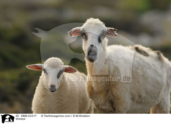 Schafe / sheeps / DMS-03317