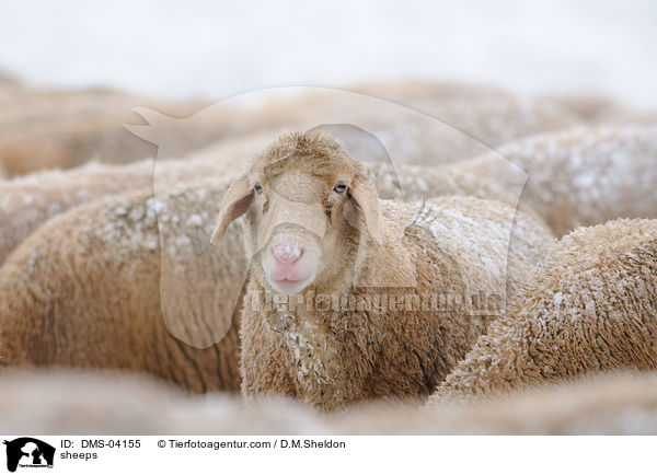 Schafe / sheeps / DMS-04155