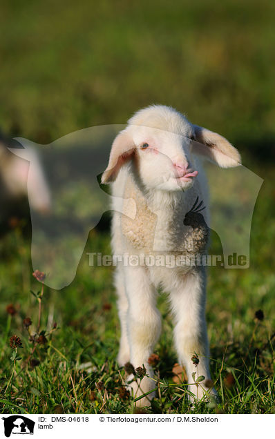 Lamm / lamb / DMS-04618