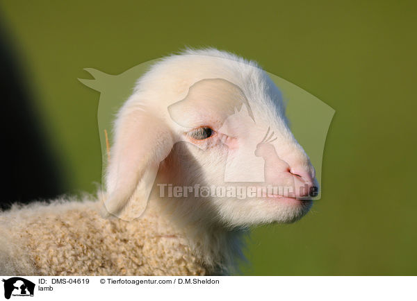 Lamm / lamb / DMS-04619