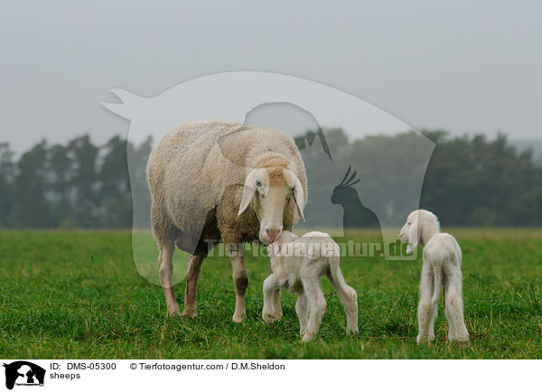 sheeps / DMS-05300