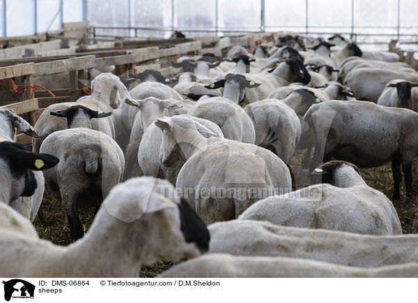 sheeps / DMS-06864