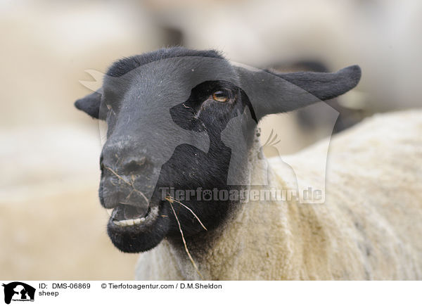 sheep / DMS-06869
