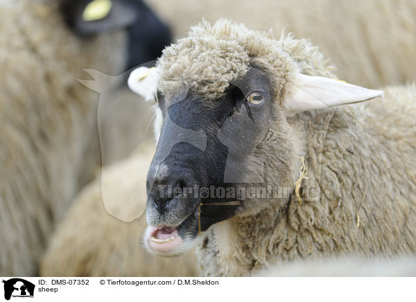 sheep / DMS-07352