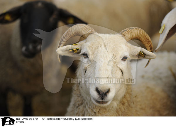 sheep / DMS-07370