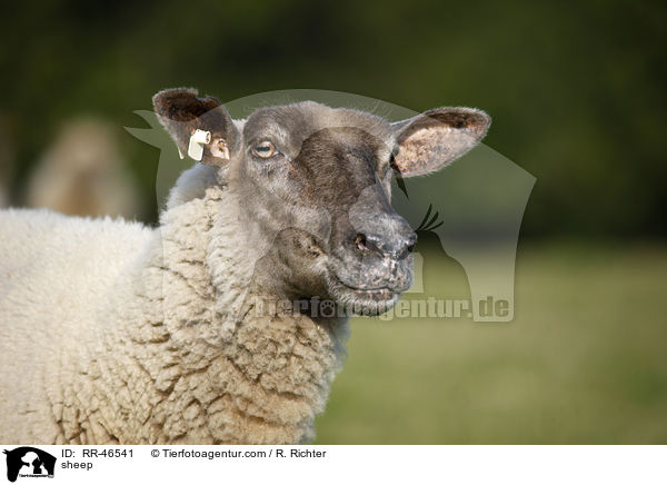 Schaf / sheep / RR-46541