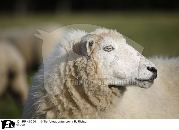 Schaf / sheep / RR-46556
