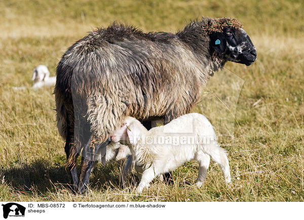 Schafe / sheeps / MBS-08572