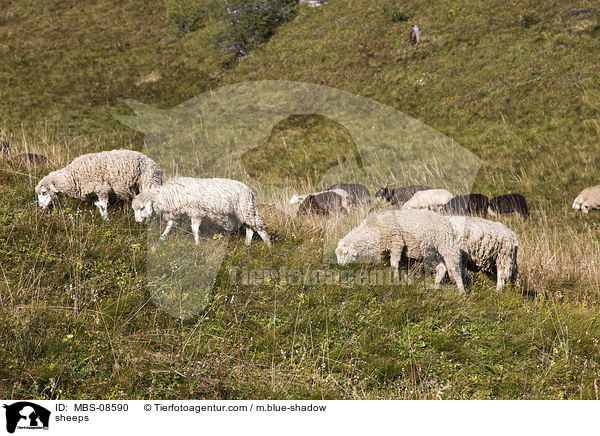 sheeps / MBS-08590