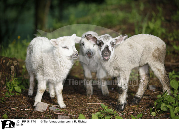 Lamm / lamb / RR-51770