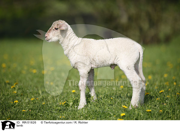 Lamm / lamb / RR-51826