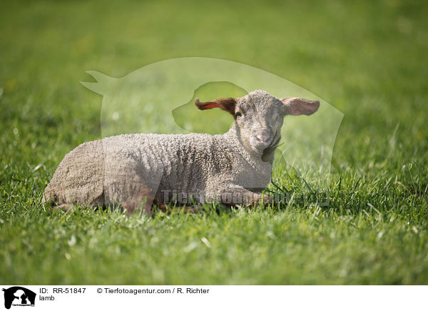 Lamm / lamb / RR-51847