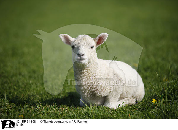 lamb / RR-51858