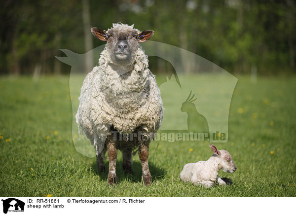 sheep with lamb / RR-51861