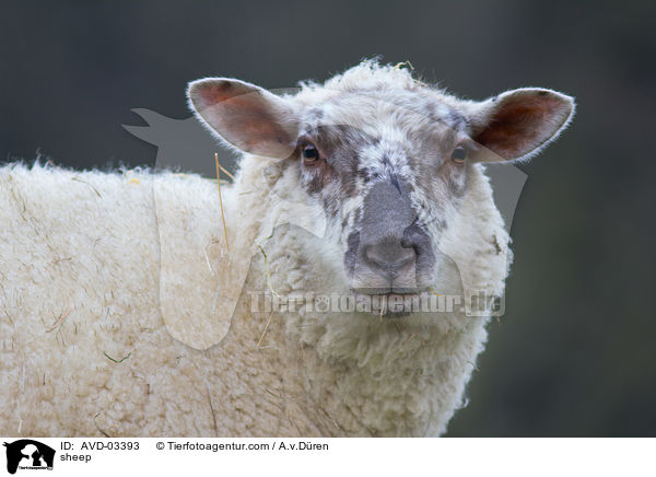 Schaf / sheep / AVD-03393