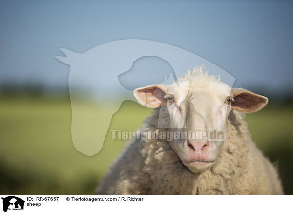 Schaf / sheep / RR-67657