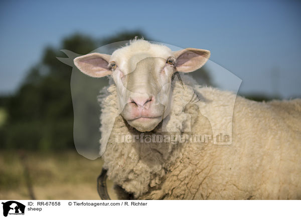Schaf / sheep / RR-67658