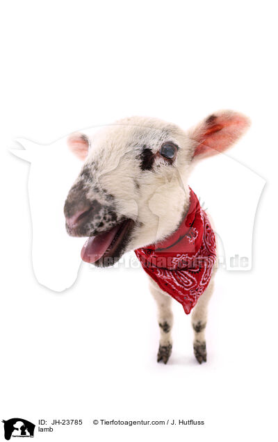 Lamm / lamb / JH-23785