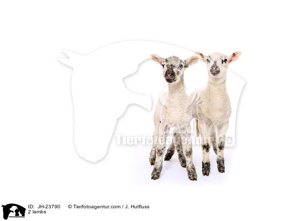 2 Lmmer / 2 lambs / JH-23790