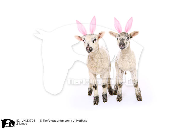 2 Lmmer / 2 lambs / JH-23794