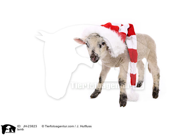 Lamm / lamb / JH-23823
