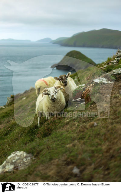 Schafe / sheeps / CDE-02877