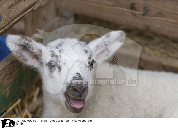 Lamm / lamb / AM-05675