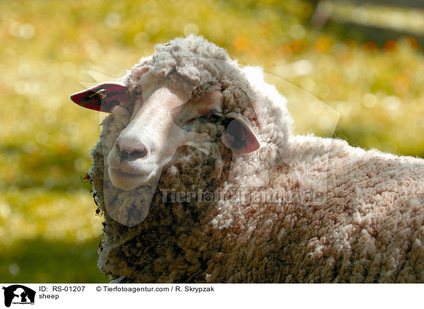 sheep / RS-01207