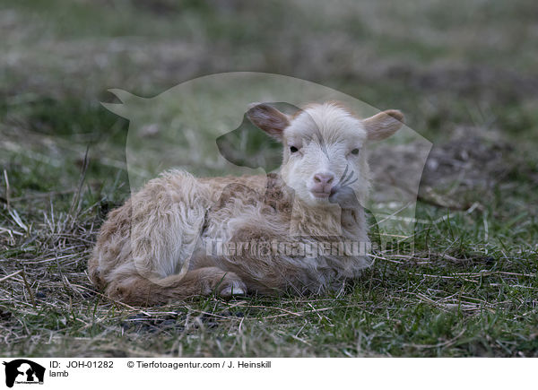 Lamm / lamb / JOH-01282