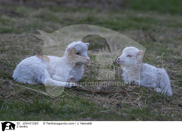 2 Lmmer / 2 lambs / JOH-01283