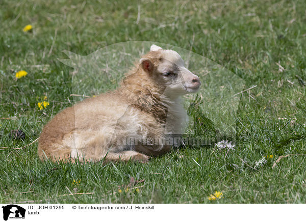 lamb / JOH-01295