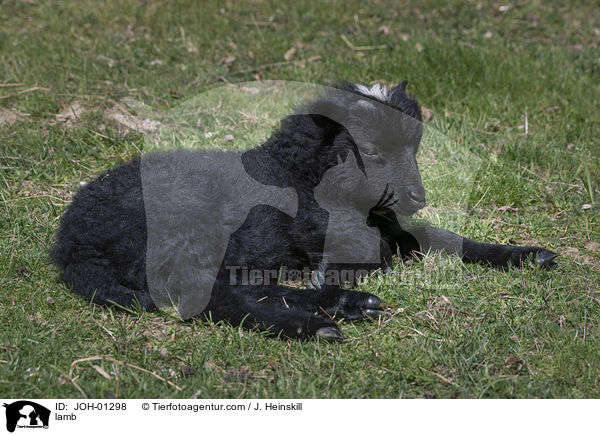 lamb / JOH-01298