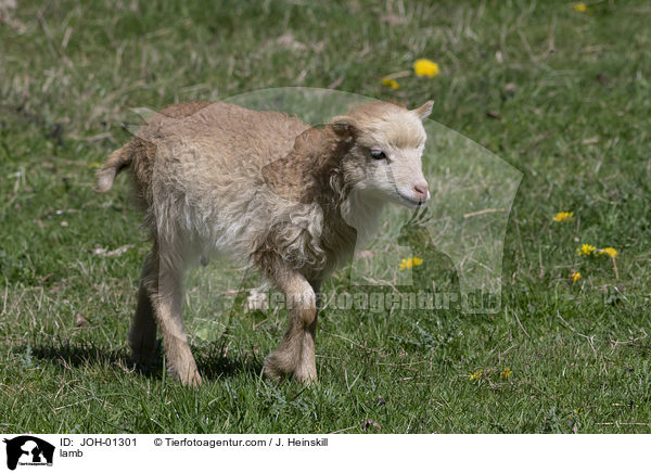 Lamm / lamb / JOH-01301