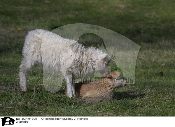 2 Lmmer / 2 lamnbs / JOH-01305