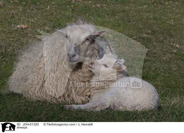 sheeps / JOH-01320